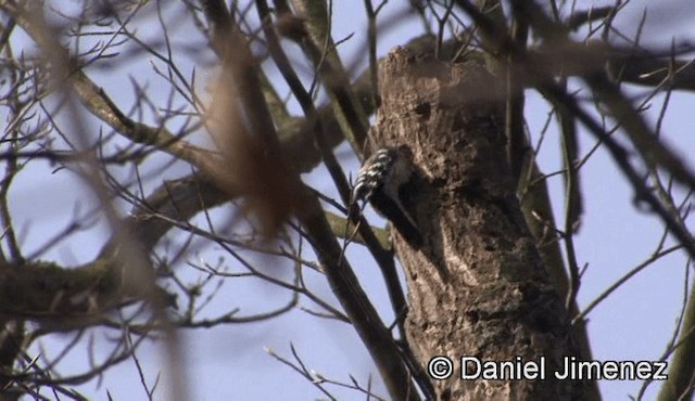 Lesser Spotted Woodpecker - ML201947081