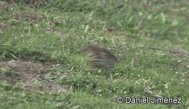 Song Thrush - ML201947111