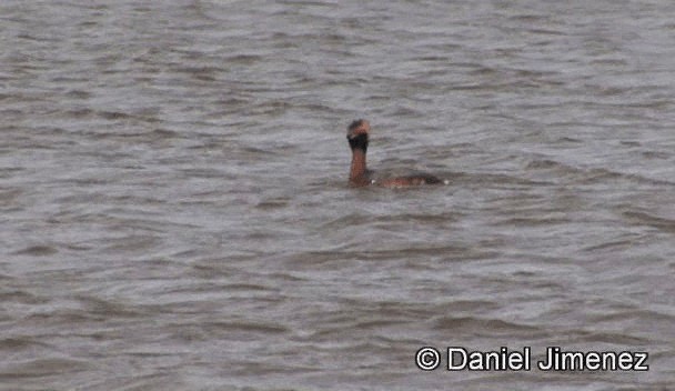 Horned Grebe - ML201947161