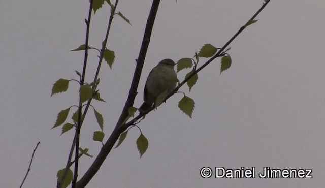 Mosquitero Ibérico - ML201947231