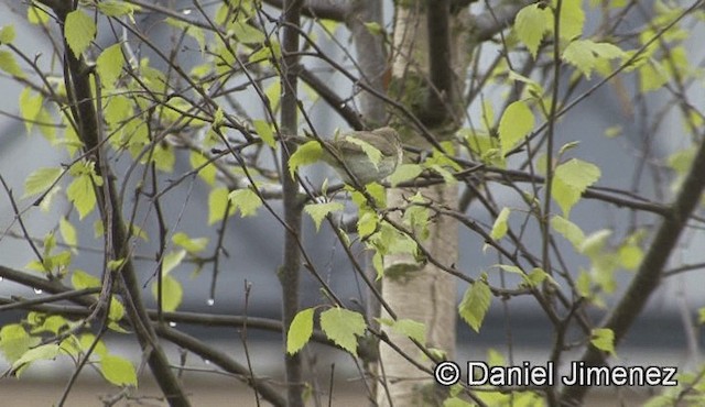 Iberian Chiffchaff - ML201947241