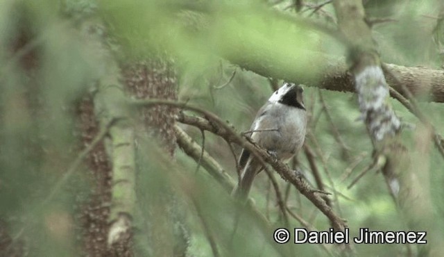 Mésange huppée - ML201947271