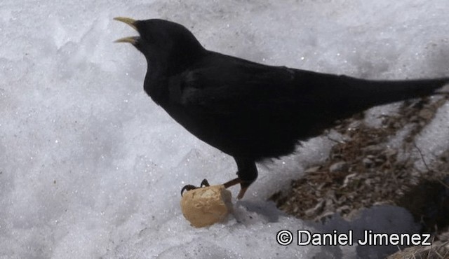 Yellow-billed Chough - ML201947331