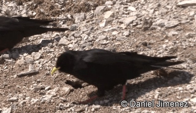 Yellow-billed Chough - ML201947341