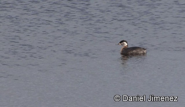 Red-necked Grebe - ML201947371