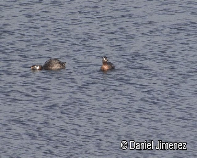 Red-necked Grebe - ML201947391