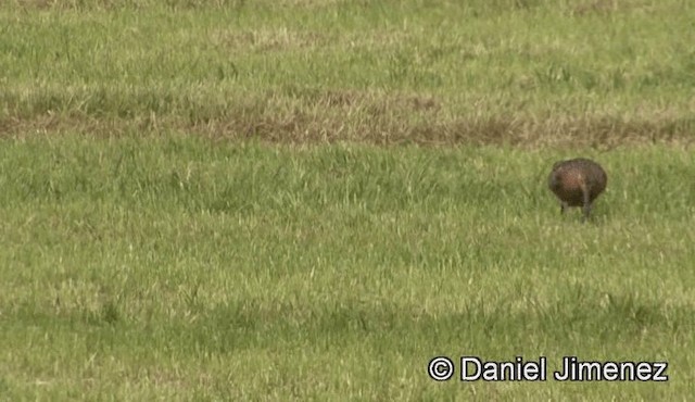 Bar-tailed Godwit (European) - ML201947511