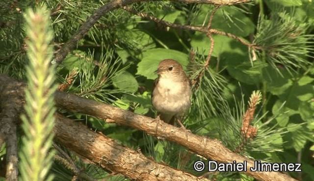 Common Nightingale (megarhynchos/africana) - ML201947641