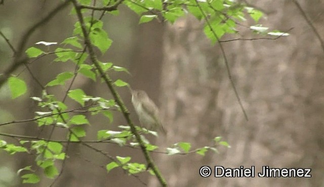 Western Bonelli's Warbler - ML201947661