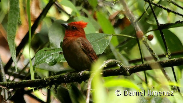 Crested Ant-Tanager - ML201947811