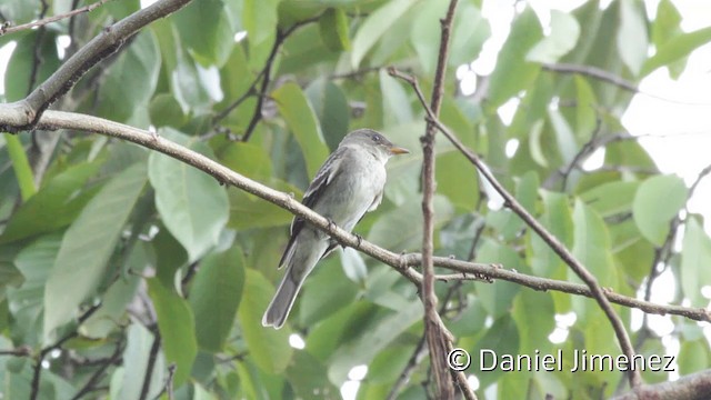 Mosquero Verdoso - ML201947821