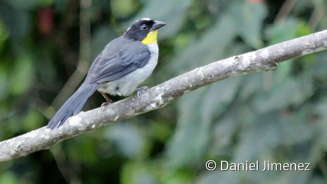 White-naped Brushfinch (Yellow-throated) - ML201947841