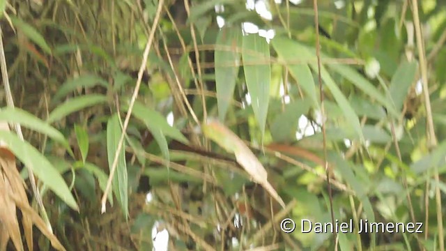 Sharpe's Wren - ML201947851