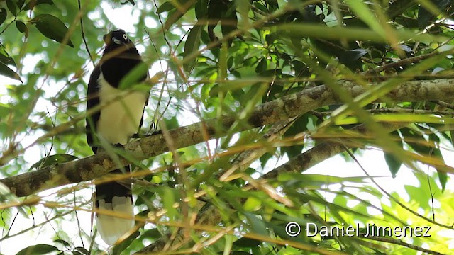 Black-chested Jay - ML201947861