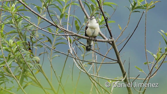 Bicolored Wren - ML201947871