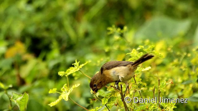 Gray Seedeater - ML201947881