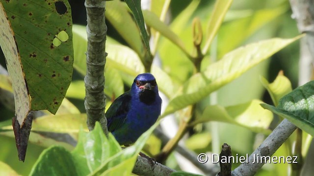 Dacnis bleu - ML201947901