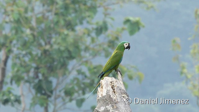 Chestnut-fronted Macaw - ML201947921