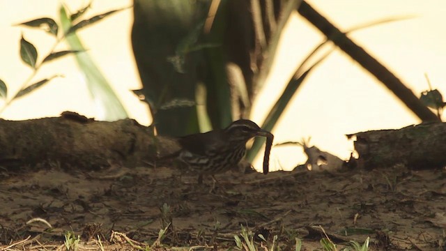 Northern Waterthrush - ML201947931