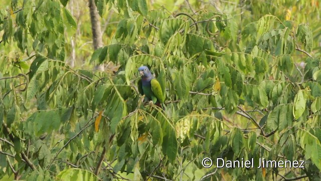 Blue-headed Parrot (Blue-headed) - ML201947951