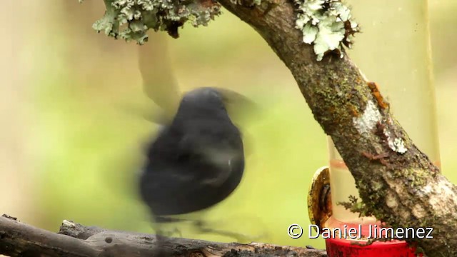 White-sided Flowerpiercer - ML201947971