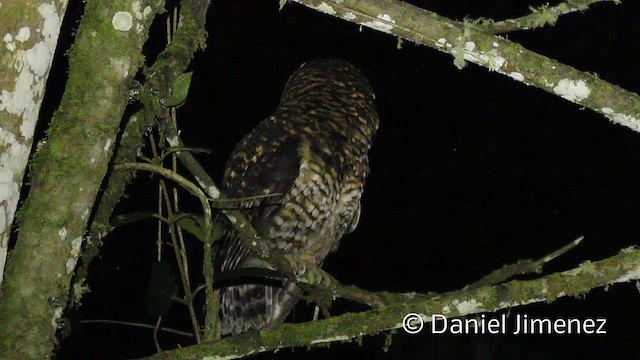 Rufous-banded Owl - ML201947981