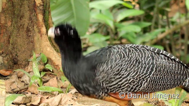 Blue-billed Curassow - ML201948011