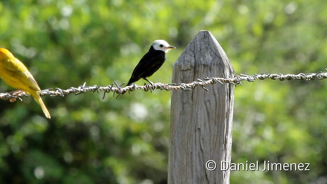 White-headed Marsh Tyrant - ML201948031