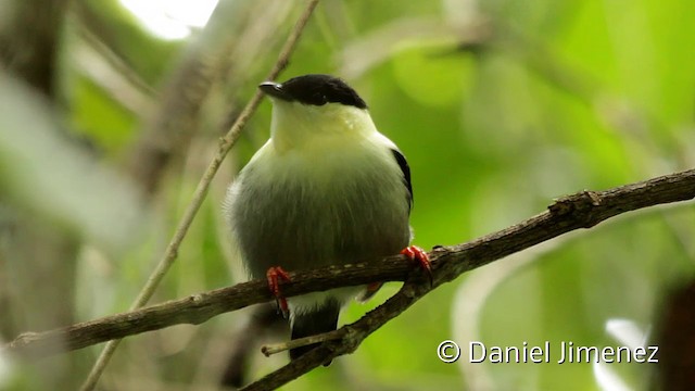 White-bearded Manakin - ML201948041