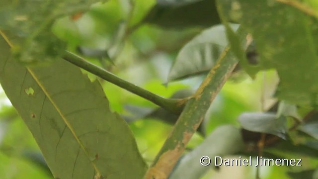 Black-crowned Antshrike - ML201948051