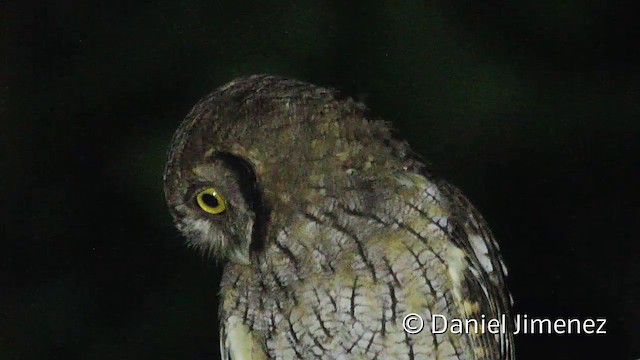 コノハズクページ スピックスコノハズク - eBird