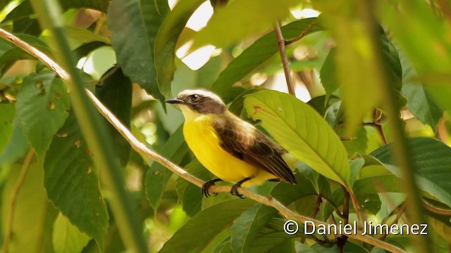 Rusty-margined Flycatcher - ML201948091