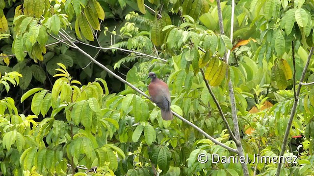 Pigeon rousset - ML201948111