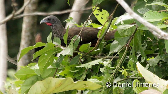 Chachalaca Colombiana - ML201948121