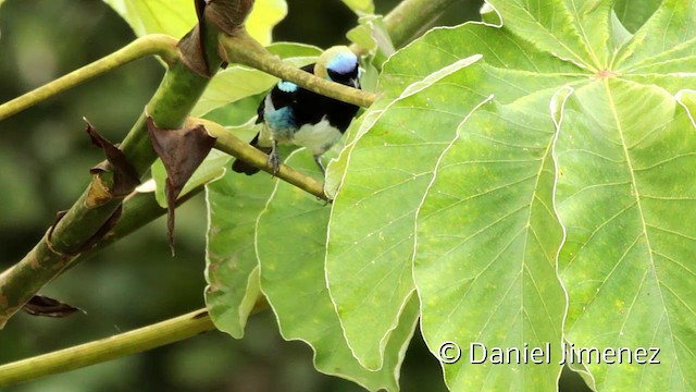 Golden-hooded Tanager - ML201948131