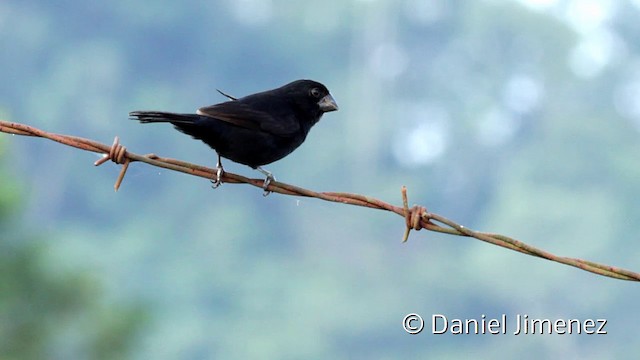 Thick-billed Seed-Finch - ML201948141