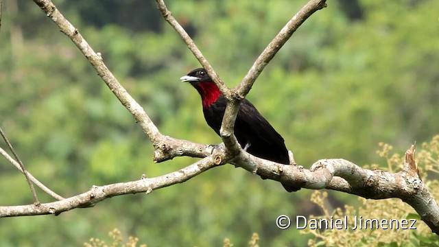 Purple-throated Fruitcrow - ML201948201