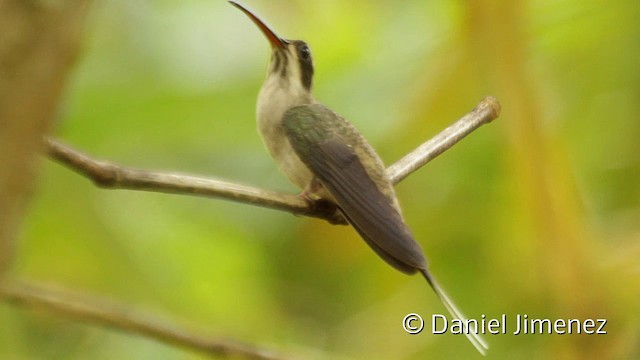 Fleckenkehl-Schattenkolibri - ML201948221