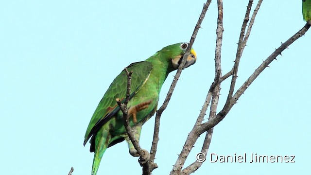 キビタイボウシインコ - ML201948231