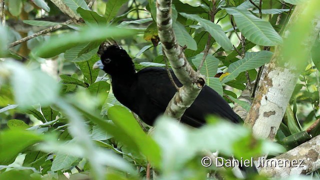 Blue-billed Curassow - ML201948241