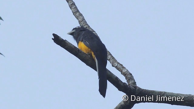 White-tailed Trogon - ML201948251