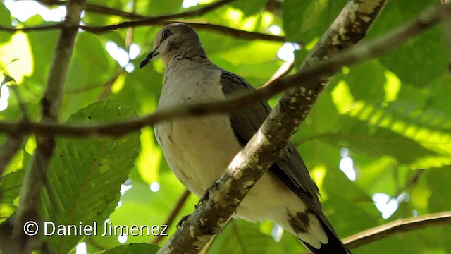 White-tipped Dove (White-tipped) - ML201948271