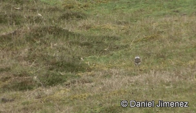 Andean Lapwing - ML201948351