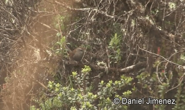 White-chinned Thistletail - ML201948471