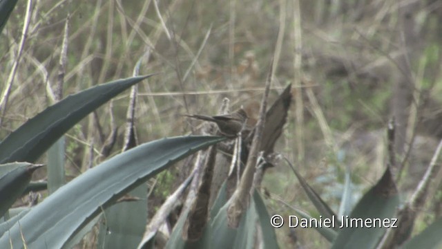 Streaked Tit-Spinetail - ML201948491