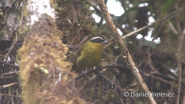 マミジロモリフウキンチョウ（auricularis） - ML201948501