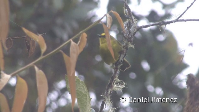 Citrine Warbler (Peruvian) - ML201948511