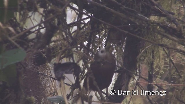 Peru Çıtkuşu - ML201948551