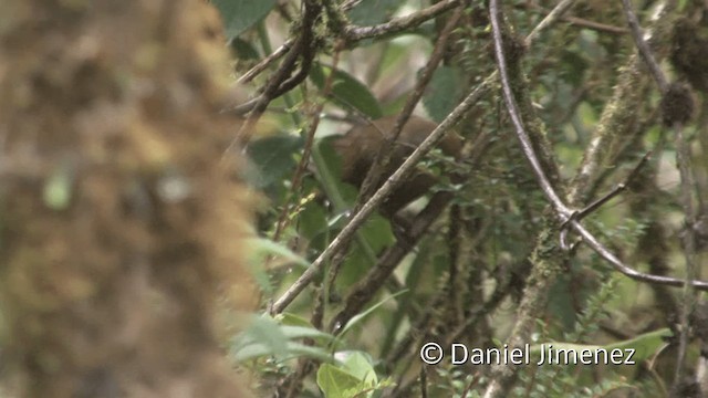 Peru Çıtkuşu - ML201948561