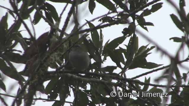 Ak Kaşlı Hemispingus (leucogastra/insignis) - ML201948571
